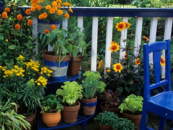 Balcony garden with container-grown vegetables.