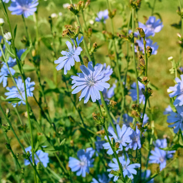 Flowering chicory plants.
