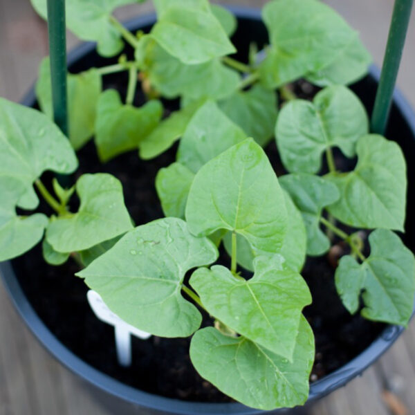 Beans growing in a container or pot.