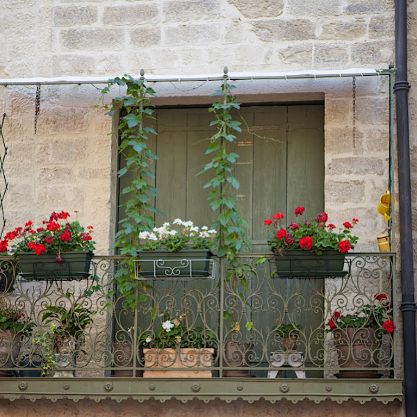 Potted plants and vining plants on small balcony.