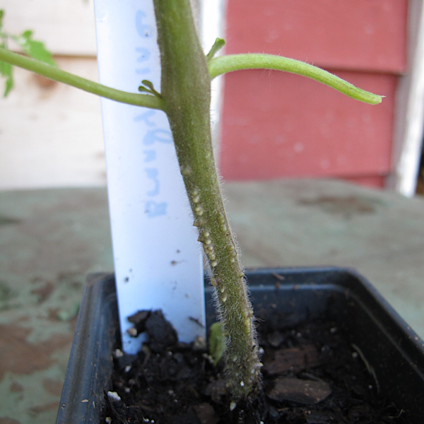 White root nodes on stem of healthy tomato plant