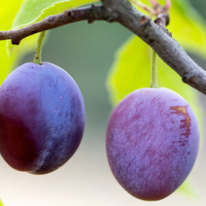 Two plums hanging from a branch of the Stanley plum variety.
