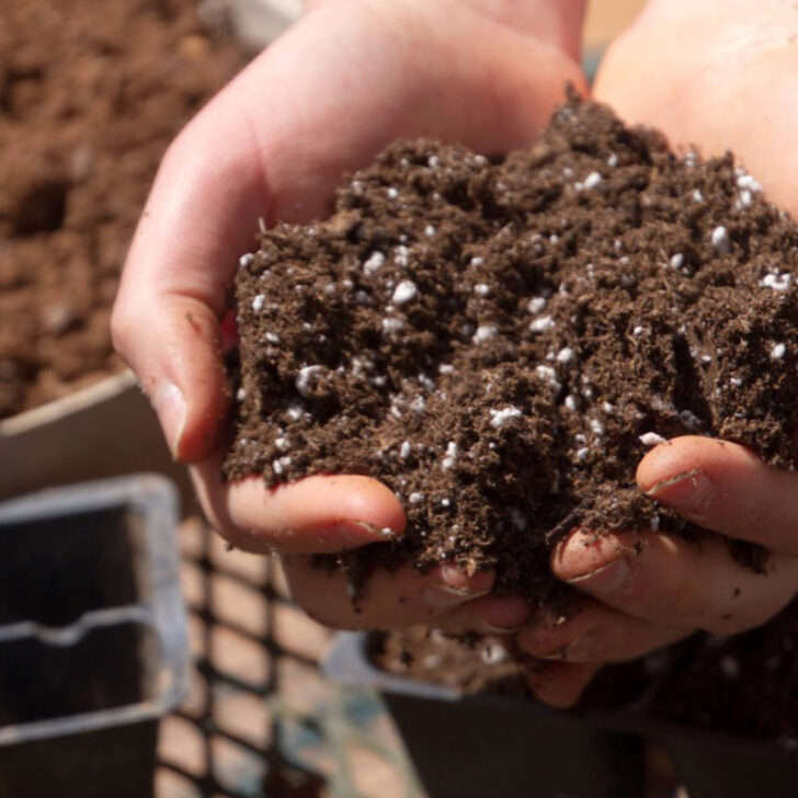 Homemade Potting Soil vs Commercial: + Preventing Damping-Off