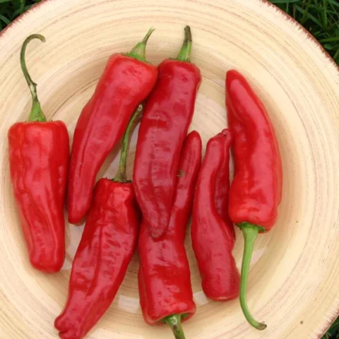 Italian Sweet Pepper Varieties: How to Grow and Cook Them
