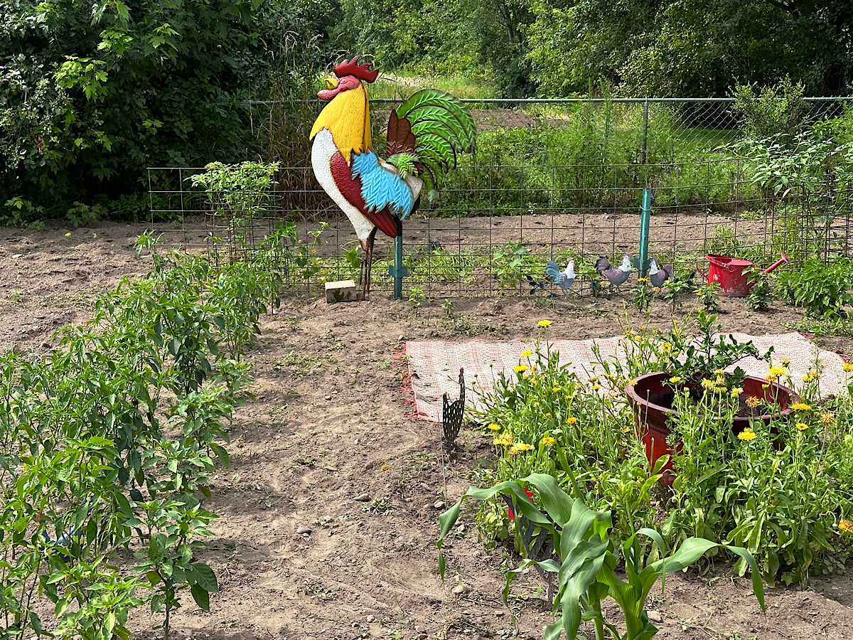 Mexican garden mid-July on Heathglen farm in Minnesota
