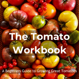 Cover of the Tomato Workbook publication by Dorothy Stainbrook