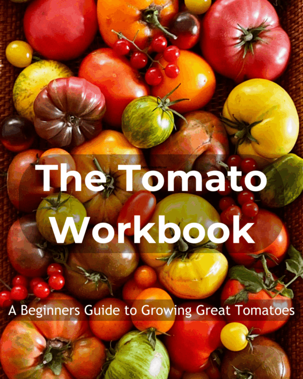 Cover of the Tomato Workbook publication by Dorothy Stainbrook
