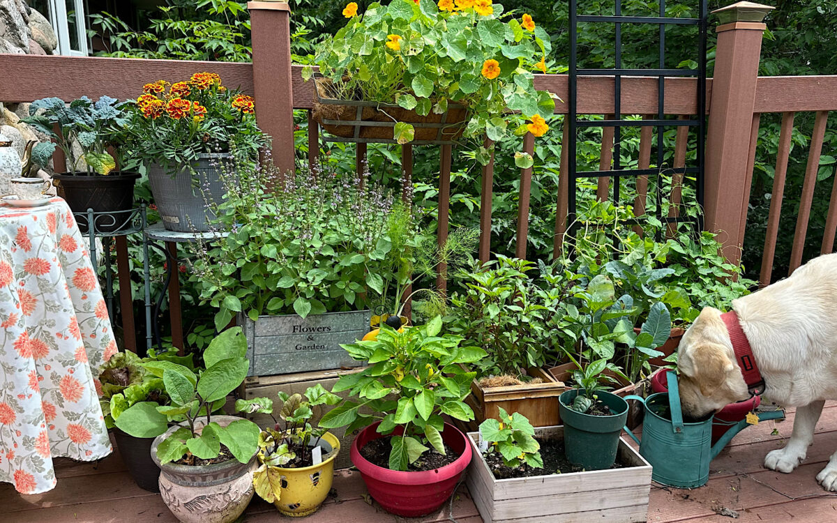 Balcony vegetable garden with dog drinking out of watering can