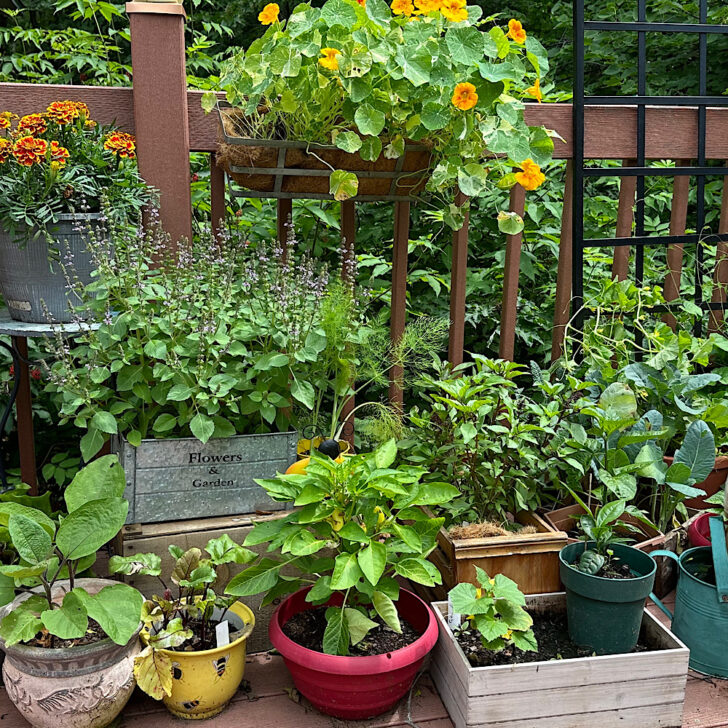Mini Vegetables for Container Gardening: Best Varieties and Pot Sizes