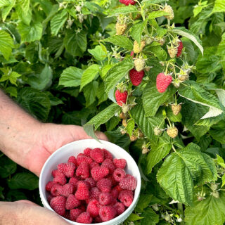 bowl of fresh raspberries next to the raspberry bush