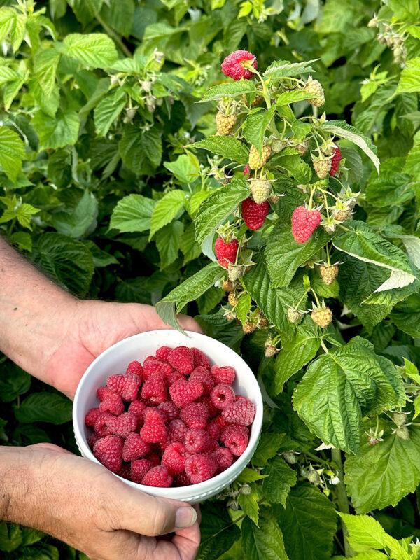 How to Grow the Sweetest Raspberries- Farm to Jar
