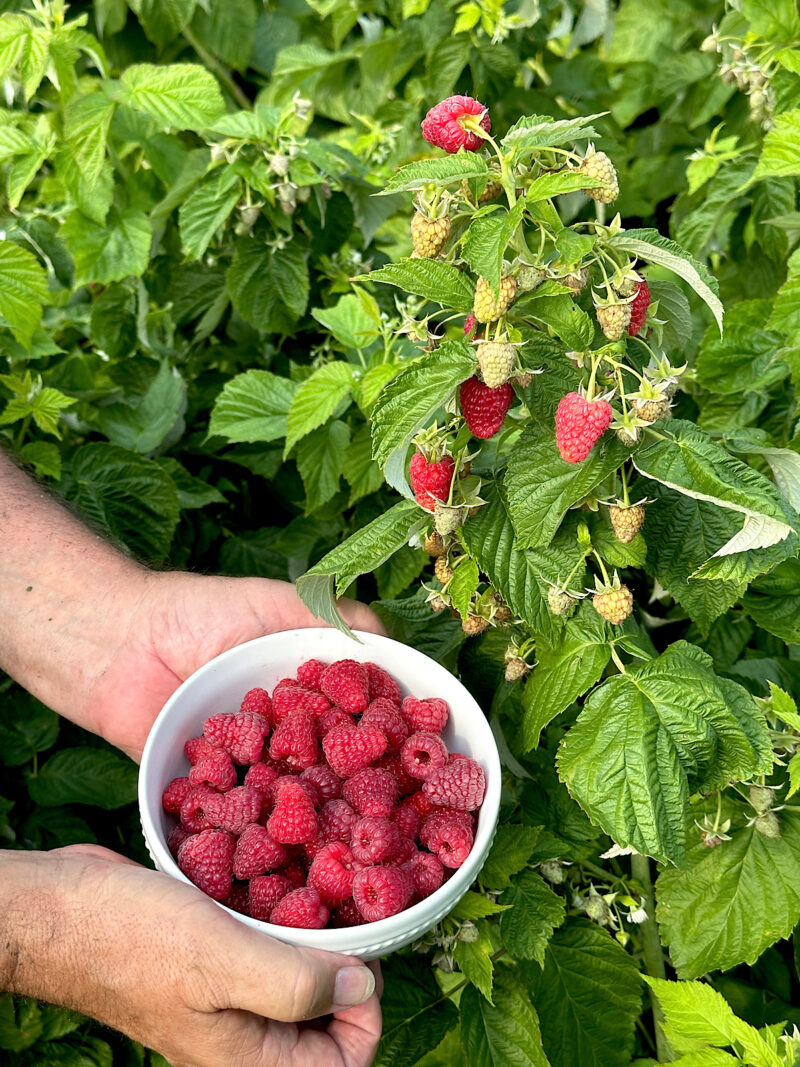bowl of fresh raspberries next to the raspberry bush