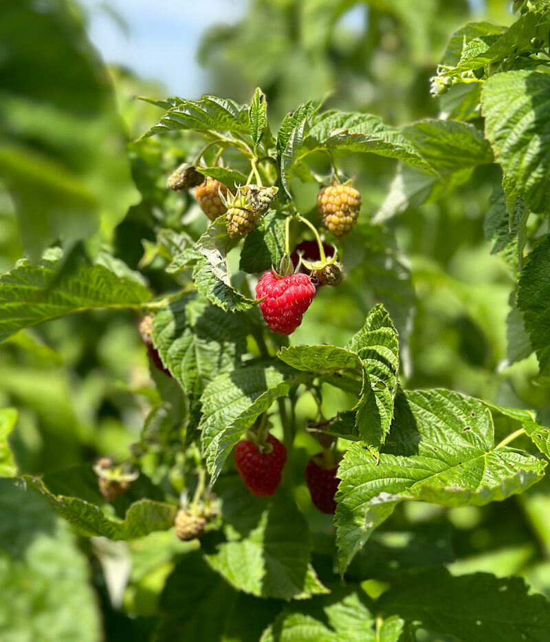 Fall raspberries growing at HeathGlen Farm