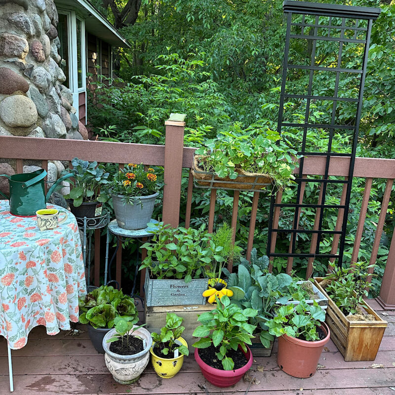 Containers of vegetables growing on my deck