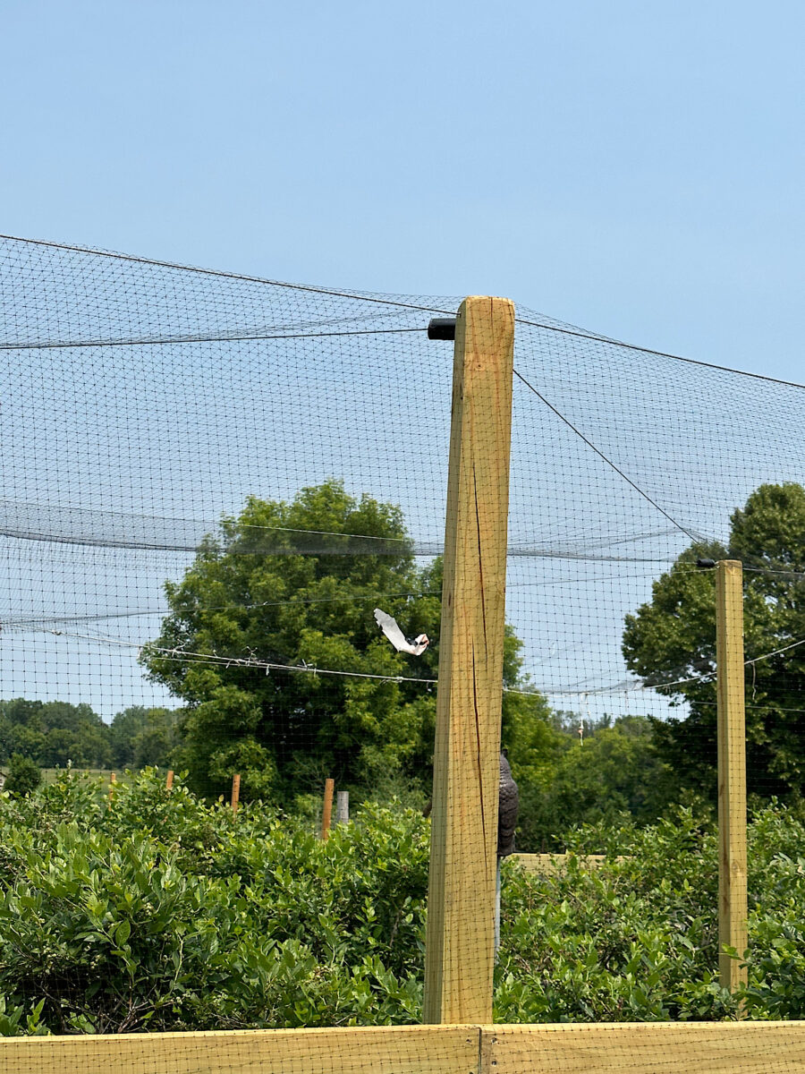 Bird netting covering a blueberry patch for protection.
