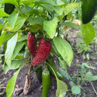 Jalapeno peppers growing in the garden until red.