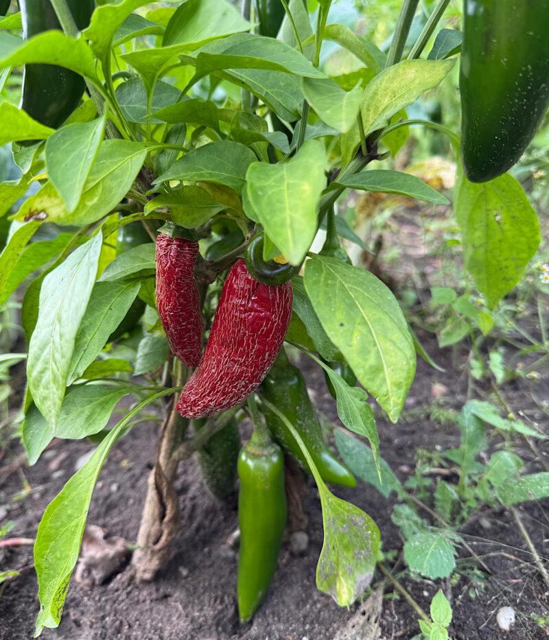 Jalapeno peppers growing in the garden until red.