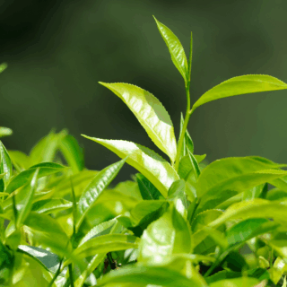 young green tea plant without buds.
