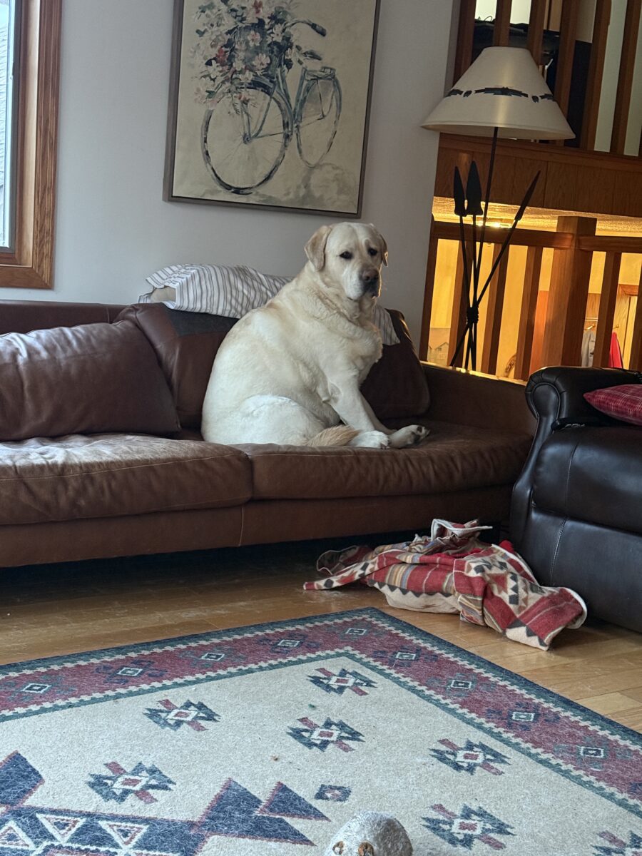 English lab sitting on a couch.