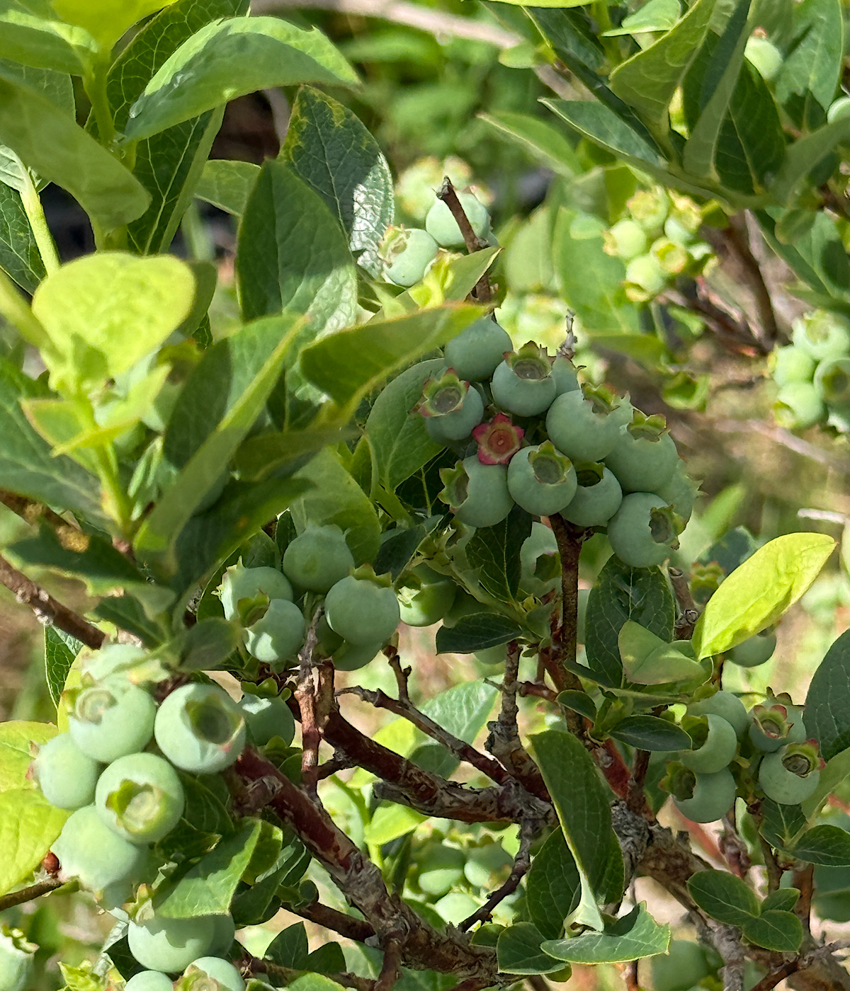 Blueberry bush with green unripe blueberries.
