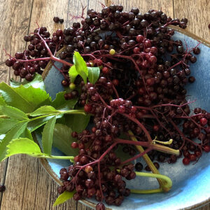 Plate of fresh elderberries harvested at HeathGlen Organic Farm for looseleaf wellness teas.