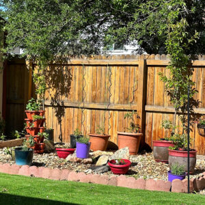 After photo of a container vegetable and herb garden in Denver Colorado. Getting set up to have remote drip irrigation system.