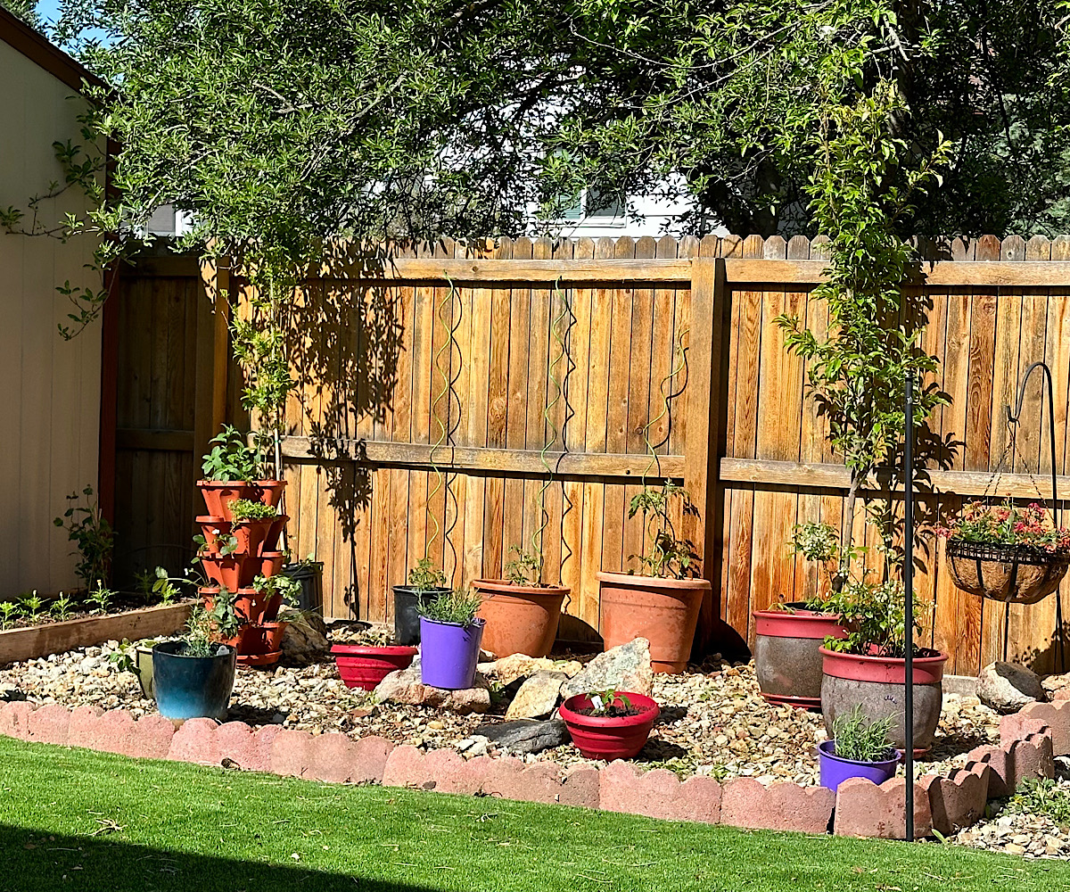 After photo of a container vegetable and herb garden in Denver Colorado. Getting set up to have remote drip irrigation system.