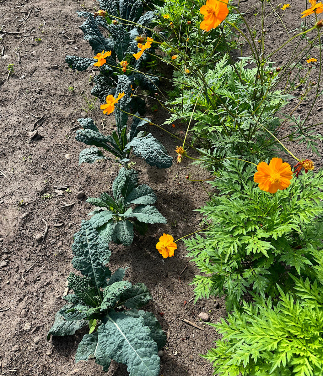 A border of Tuscan kale and French marigolds planted around an Italian kitchen garden.