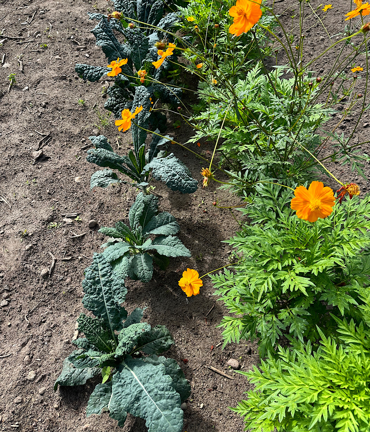 Best and Worst Companion Plants for Tomatoes