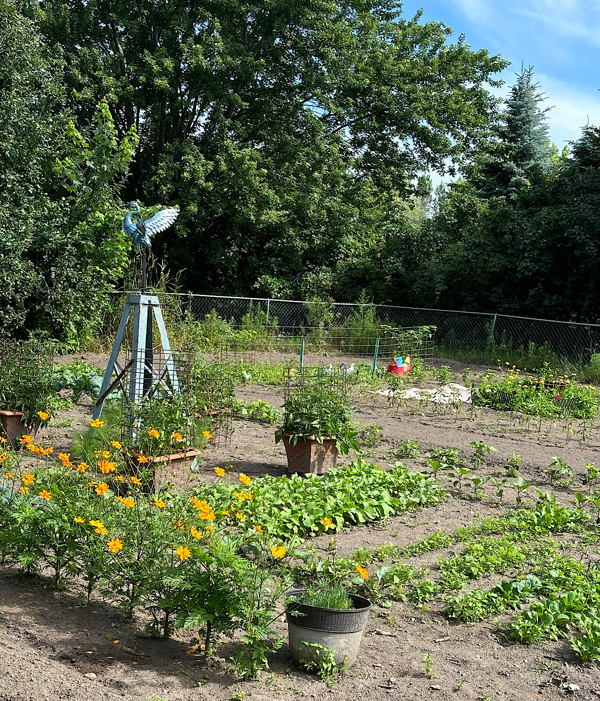 Best and Worst Companion Plants for Tomatoes