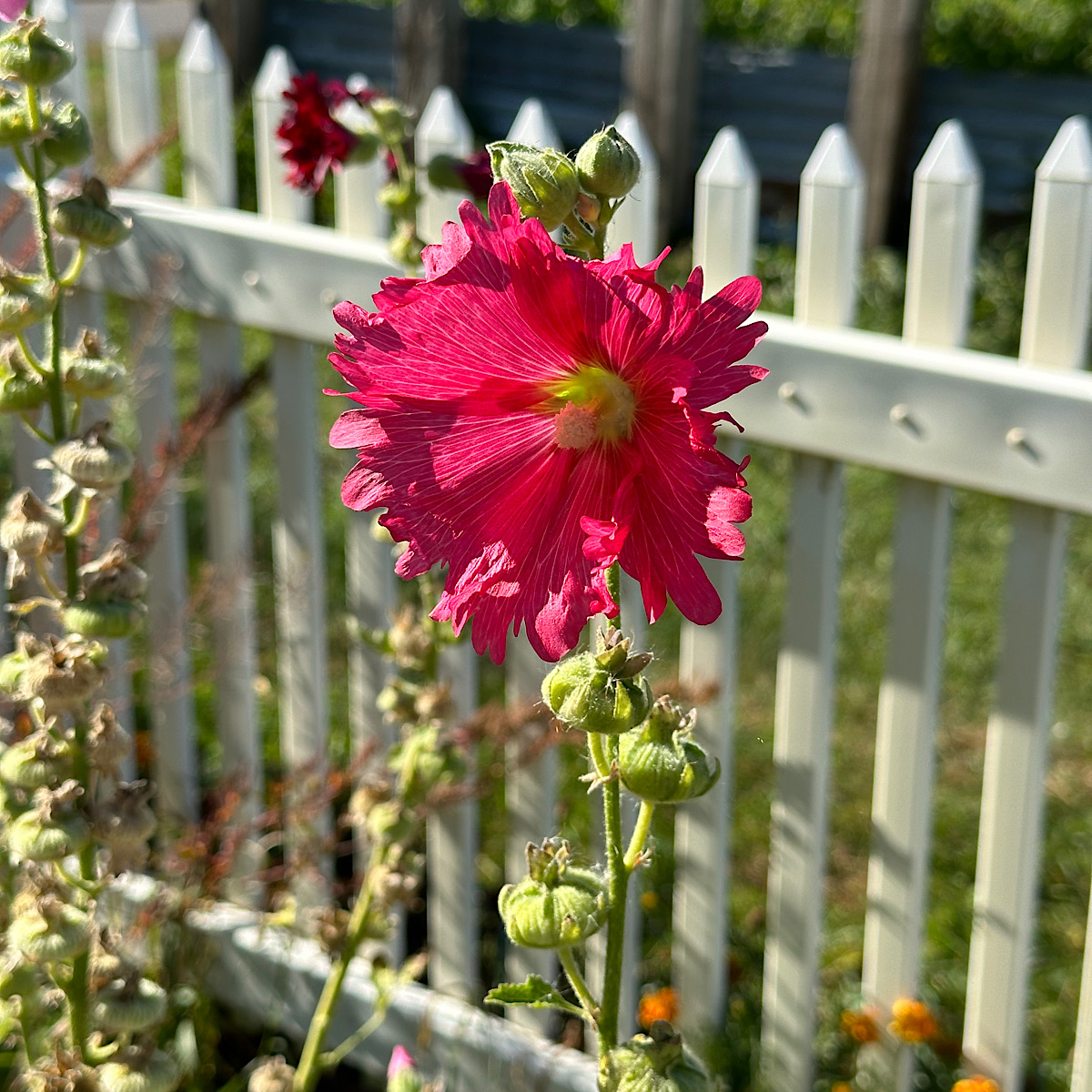 Dark pink Hollyhock growing in the herb garden for color and interest.