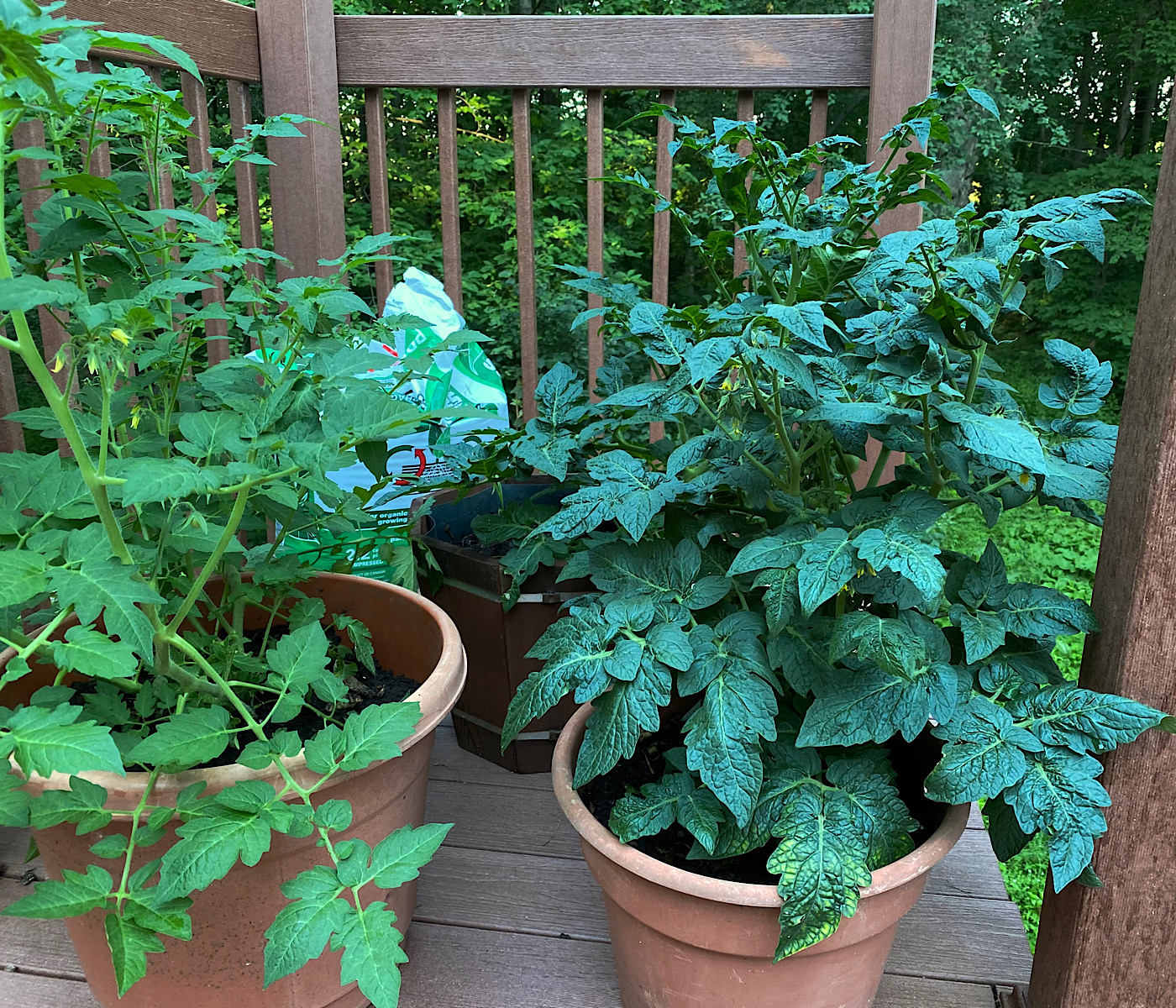 Best and Worst Companion Plants for Tomatoes