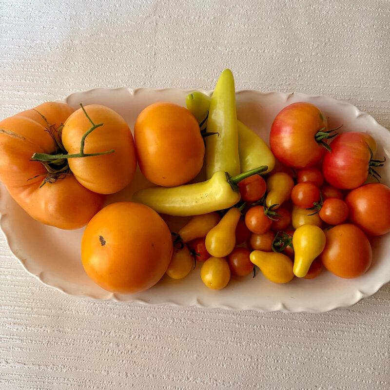 Orange and yellow heirloom tomatoes from HeathGlen Farm to be used in a yellow gazpacho, arranged on a white plate. Includes Persimmon, Golden Queen, Oaxacan Gold, Juanne Flamme, and Yellow Pear.