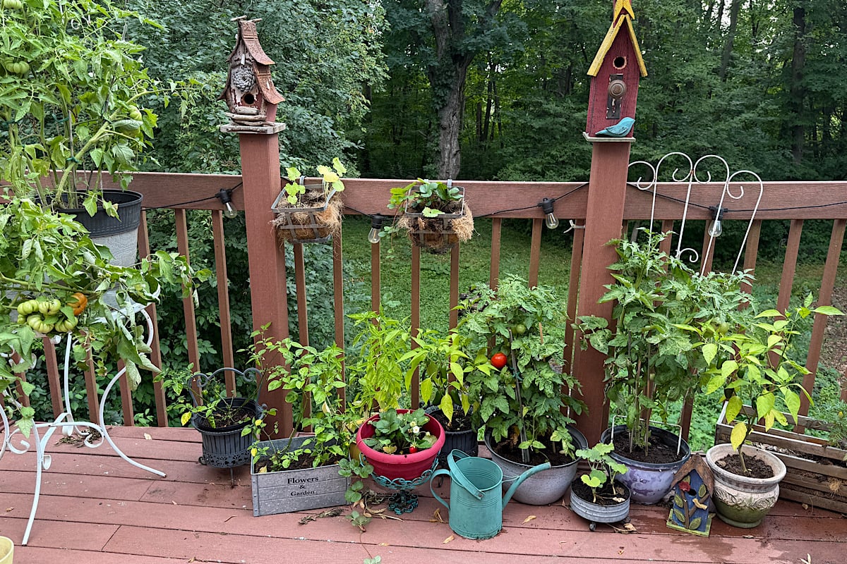 Tomato and pepper plants growing in pots on a balcony at Heathglen Farm. Tomato varieties include Patio (a hybrid determinate) and Costoluto (an heirloom indeterminate) 