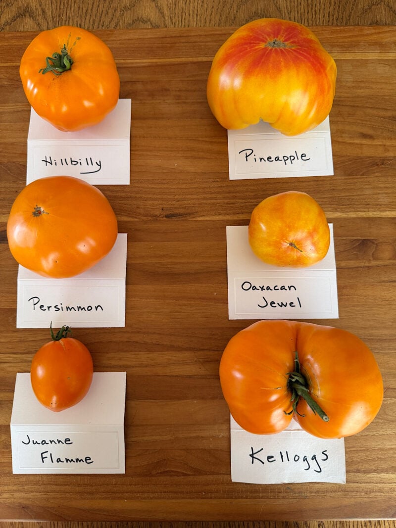 Bright orange heirloom tomatoes from Heathglen Farm. Includes Hillbilly, Pineapple, Oaxacan Jewel, Kelloggs, Juanne Flamme, and Persimmon.