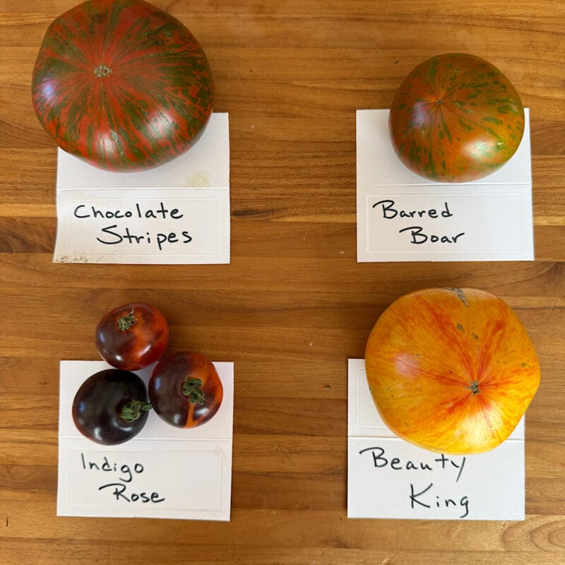 Four favorite striped heirloom tomatoes from Heathglen Farma, including Chocolate Stripes, Barred Boar, Beauty King and Indigo Rose.