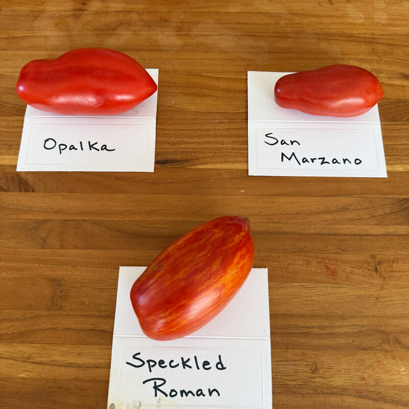 Three Roma types of heirloom tomatoes from Heathglen Farm, including Opalka, San Marzano, and Speckled Roma.