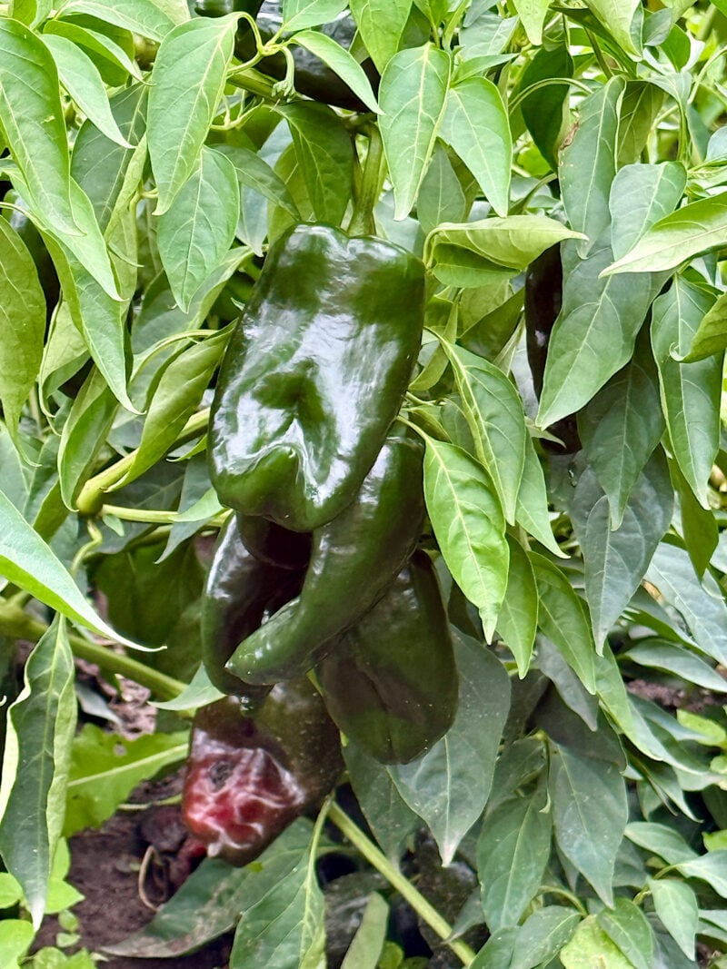 poblano peppers growing in late September at Heathglen Farm in Minnesota.