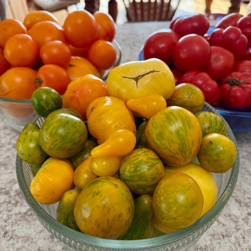 7 pounds green and yellow heirloom tomatoes weighed out for freezer tomato sauce.