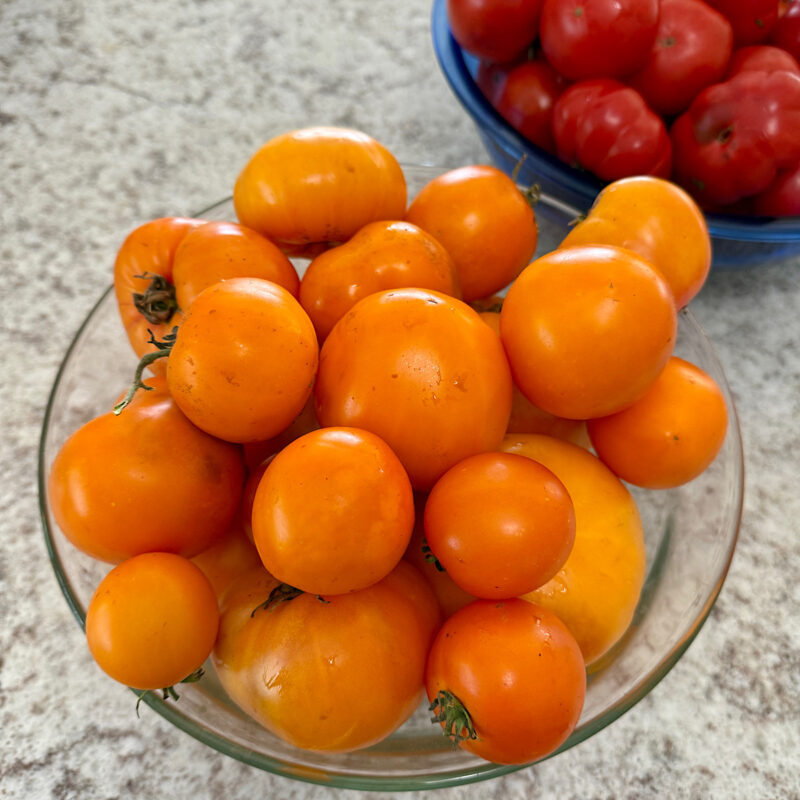 7 pounds orange heirloom tomatoes in bowl ready to be made into freezer tomato sauce.